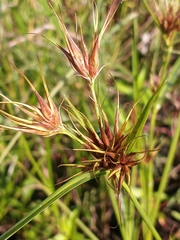 Rhynchospora macrostachya