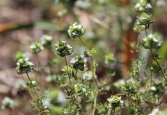Thymus capitellatus