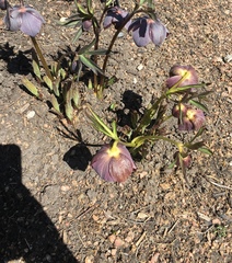 Helleborus purpurascens