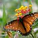 Milkweed Butterflies - Photo (c) Eric Heupel, some rights reserved (CC BY-NC)