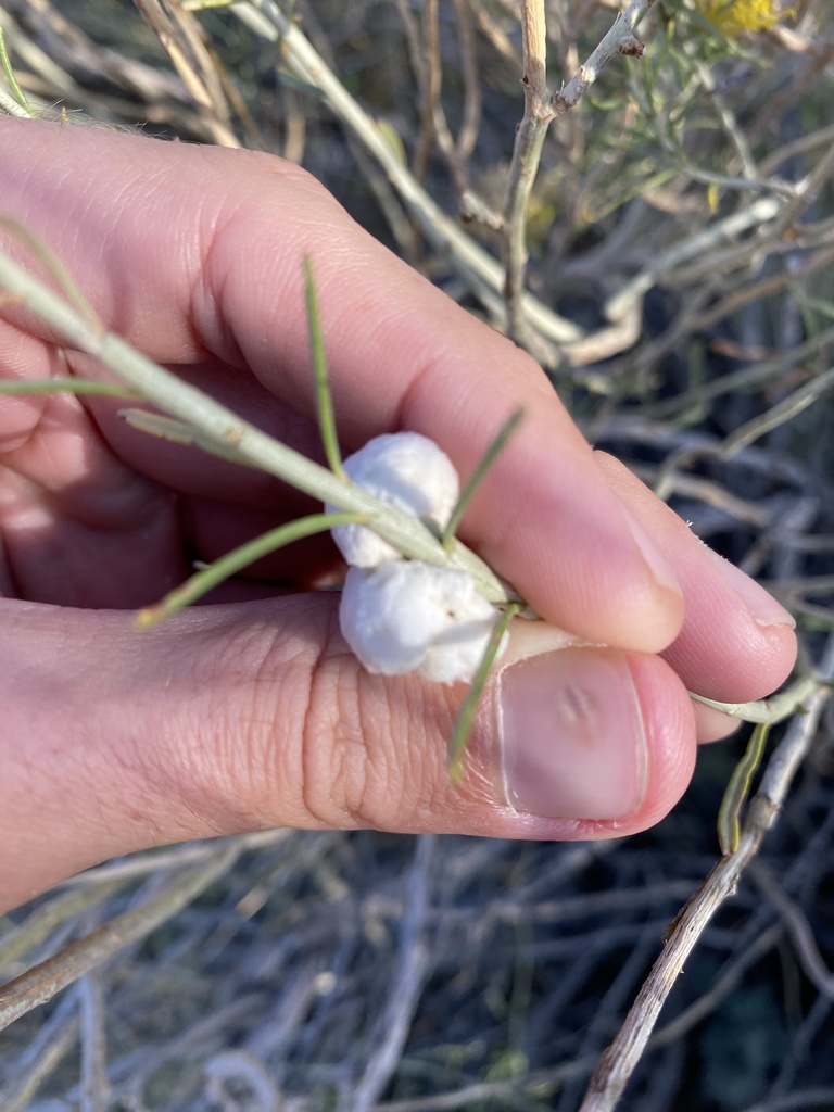 Cotton-gall Tephritid