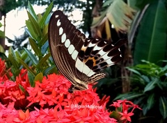 Papilio gigon