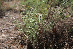 Thymus capitellatus