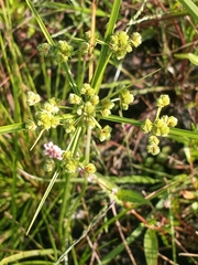 Cyperus pseudovegetus