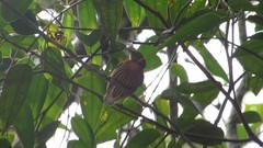 Machaeropterus striolatus