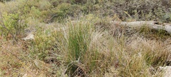 Juncus balticus ater