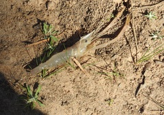 Macrobrachium australiense