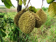 Zeyheria tuberculosa