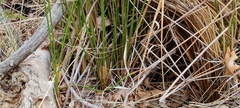 Juncus balticus ater