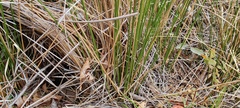 Juncus balticus ater