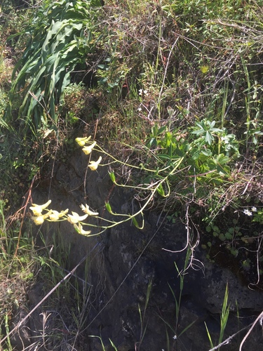 Delphinium luteum, photograph 4