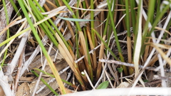 Juncus balticus ater