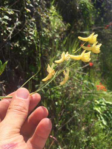 Delphinium luteum, photograph 2