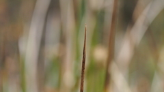 Juncus balticus ater