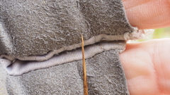 Juncus balticus ater