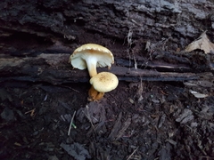 Pholiota lucifera