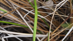Juncus balticus ater