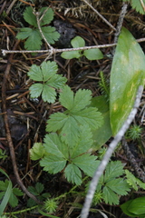 Rubus pedatus
