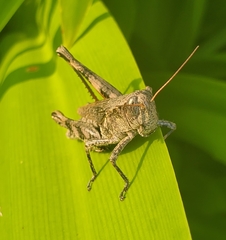 Melanoplus punctulatus