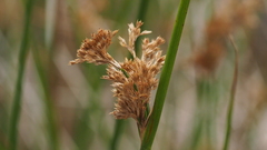 Juncus balticus ater