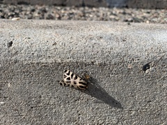 Apantesis incorrupta