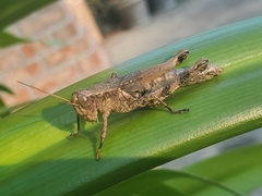 Melanoplus punctulatus