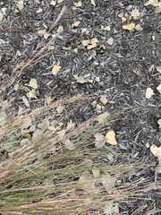 Schizachyrium scoparium