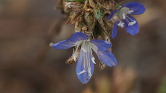 Eriastrum sapphirinum sapphirinum