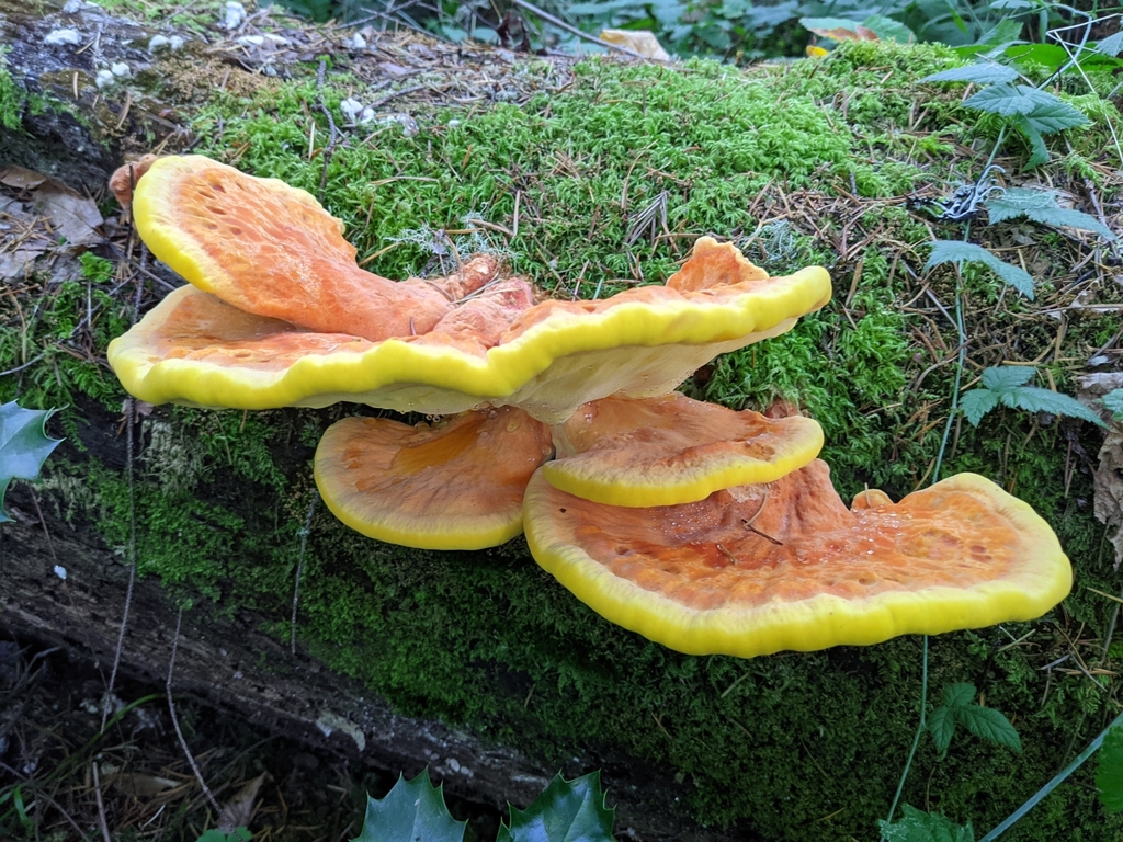 Laetiporaceae