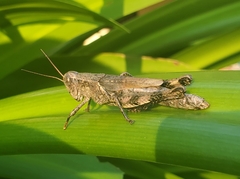 Melanoplus punctulatus