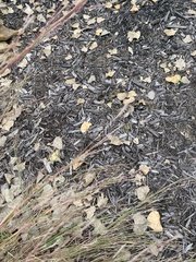 Schizachyrium scoparium