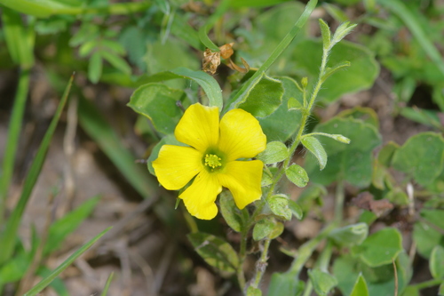 Image of Oxalis dichondrifolia by (c) Michelle W. （鍾偉瑋）, some rights reserved (CC BY)