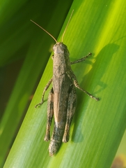 Melanoplus punctulatus