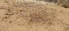Eriastrum sapphirinum sapphirinum