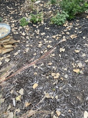 Schizachyrium scoparium