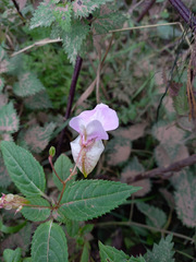 Impatiens glandulifera