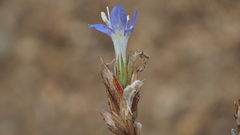 Eriastrum sapphirinum sapphirinum