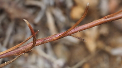 Eriastrum sapphirinum sapphirinum