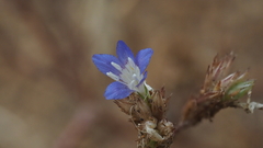 Eriastrum sapphirinum sapphirinum