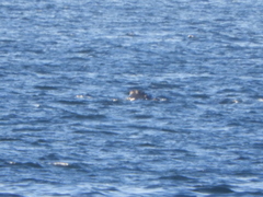 Eubalaena glacialis