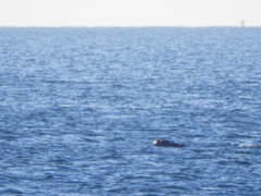 Eubalaena glacialis