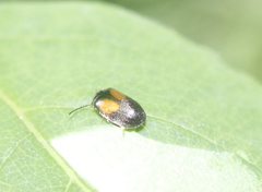 Herthania concinna