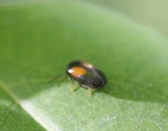 Herthania concinna