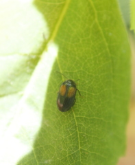 Herthania concinna