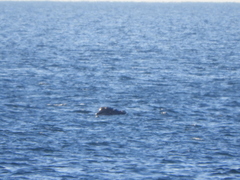 Eubalaena glacialis