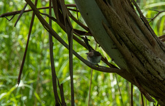 Malurus cyaneus