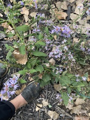 Symphyotrichum drummondii