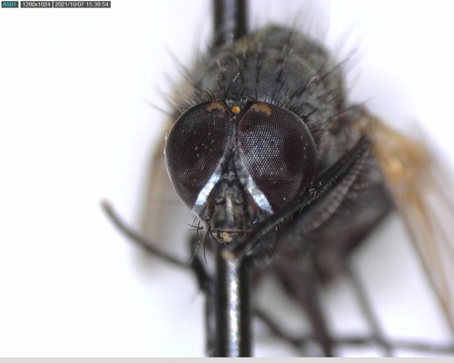 iNaturalist observation photo of Muscoid Flies