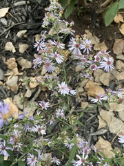 Symphyotrichum drummondii