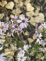 Symphyotrichum drummondii